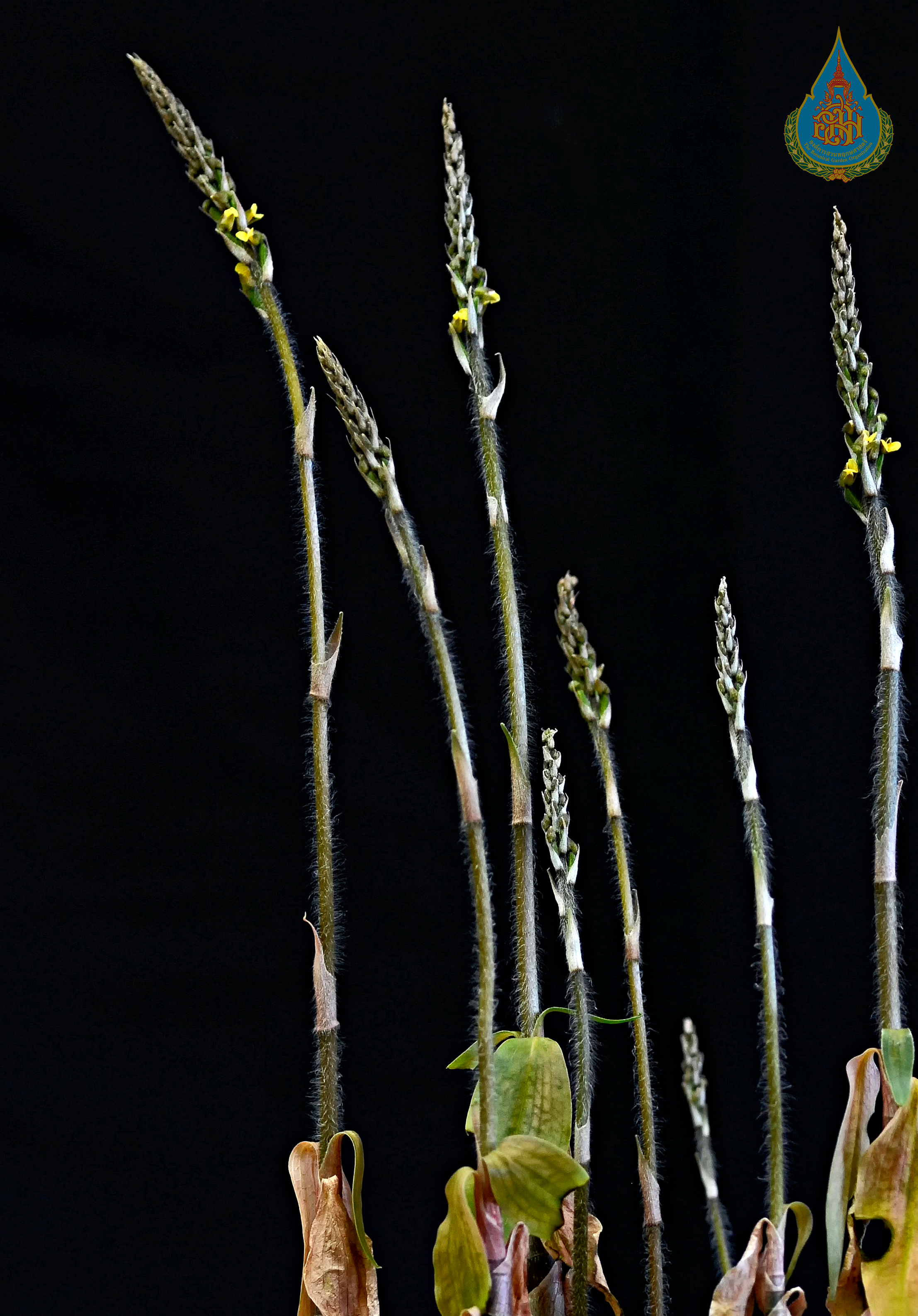 เอื้องดินน้อยปากเหลือง Zeuxine flava (Wall. ex Lindl.) Trimen<br/>ORCHIDACEAE